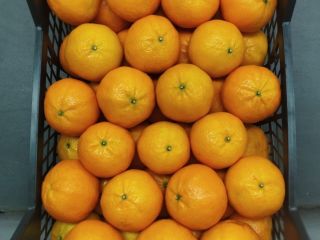 Fresh oranges (Valencia) from our farms in the heart