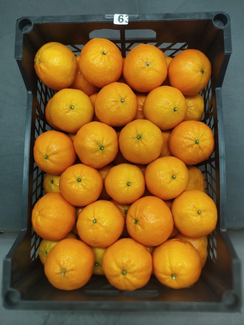 Fresh oranges (Valencia) from our farms in the heart of Egypt
