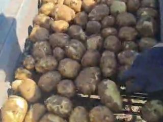 Fresh Riviera Potatoes from Dăbuleni, Dolj – 300–700 Tons