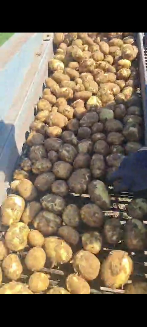 Fresh Riviera Potatoes from Dăbuleni, Dolj – 300–700 Tons Available May/June We are agricultural producers from Dăbuleni, Dolj, Romania, offering high-quality