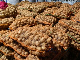 Red and white ware potatoes for sale, in large