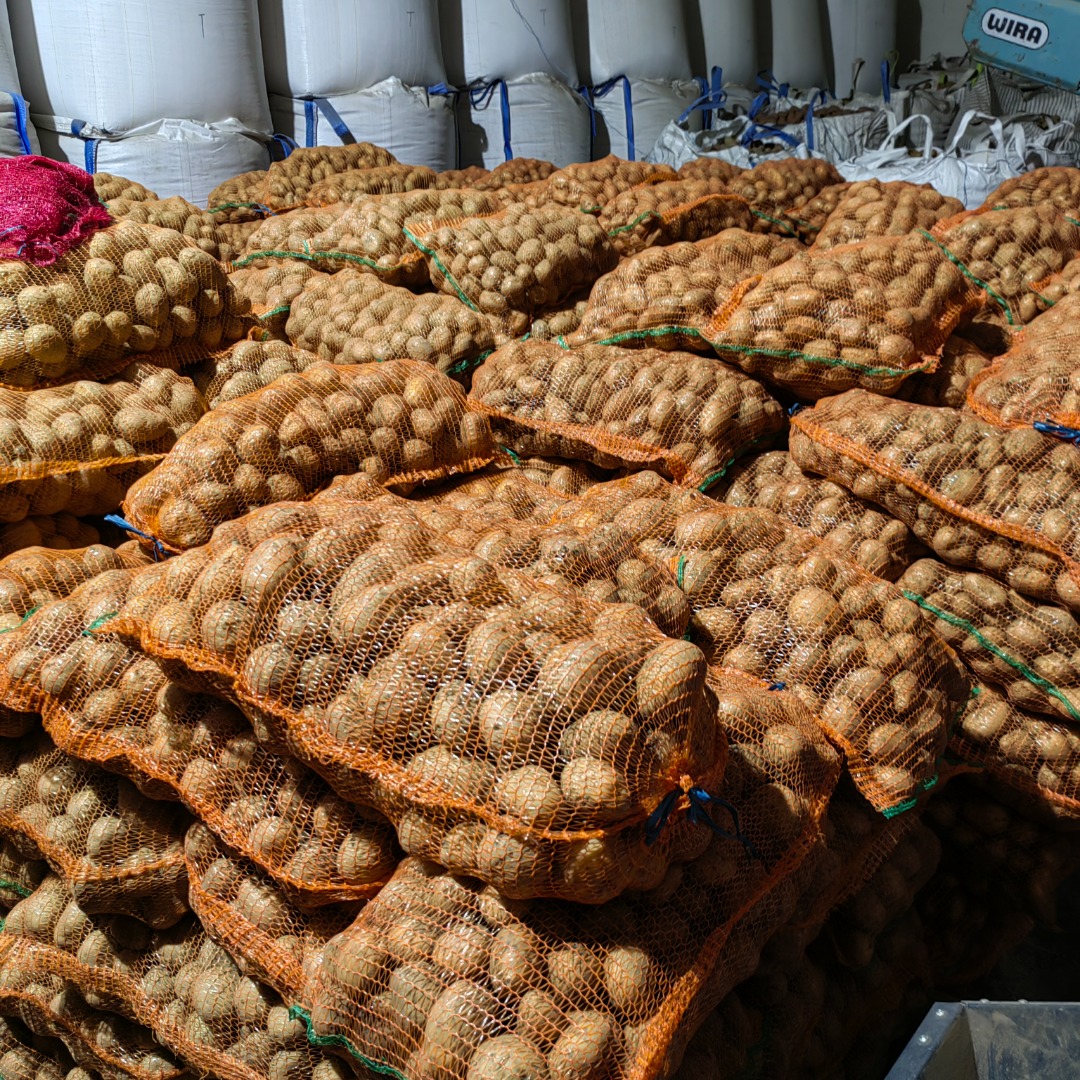 Red and white ware potatoes for sale, in large quantities