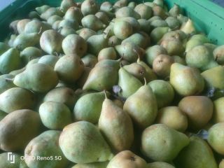 I will sell pears of the Ksenia variety, approximately