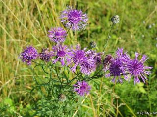 Cornflower seeds - 2024 harvest. Cornflower seeds for 2024,