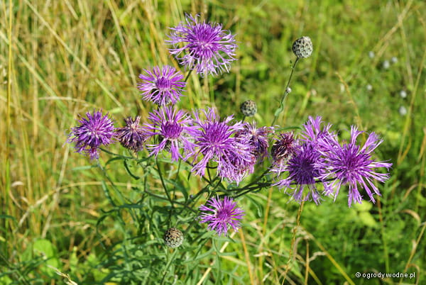 Cornflower seeds - 2024 harvest