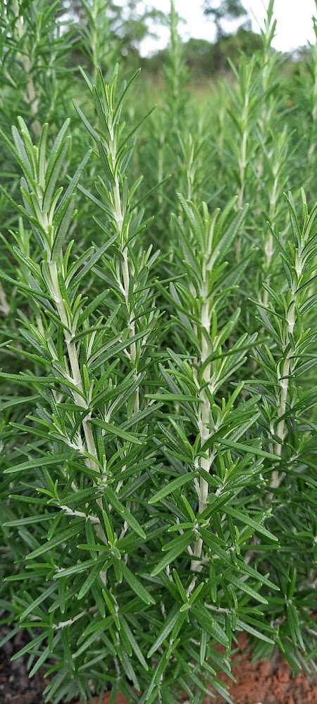Located in the heart of Solwezi Zambia, we grow a variety of herbs such as Rosemary, Basil, Coriander, Parsly