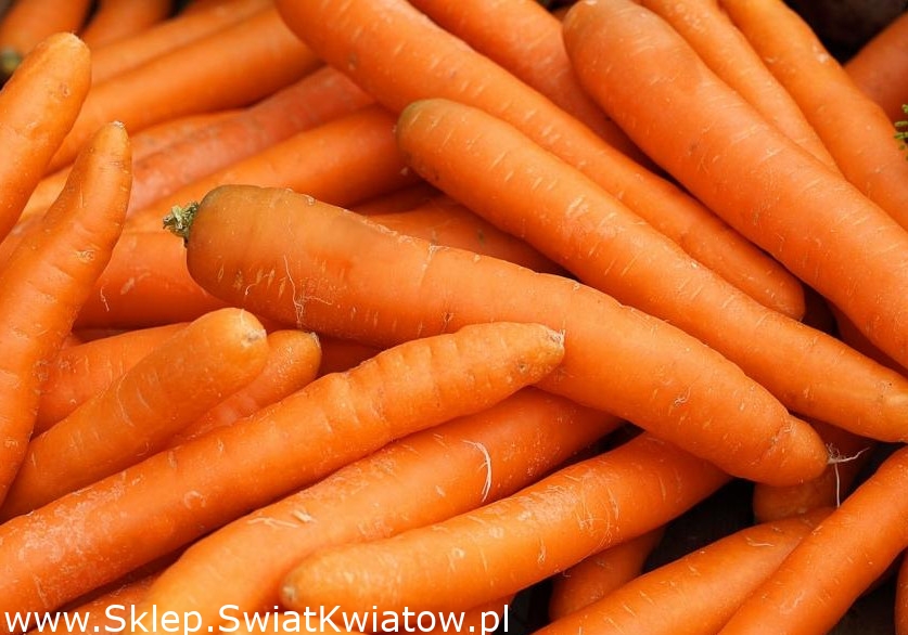 Hello, we will buy carrots in caliber 2-4