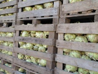 I'm selling approximately 70 tons of Kossak kohlrabi, weighing