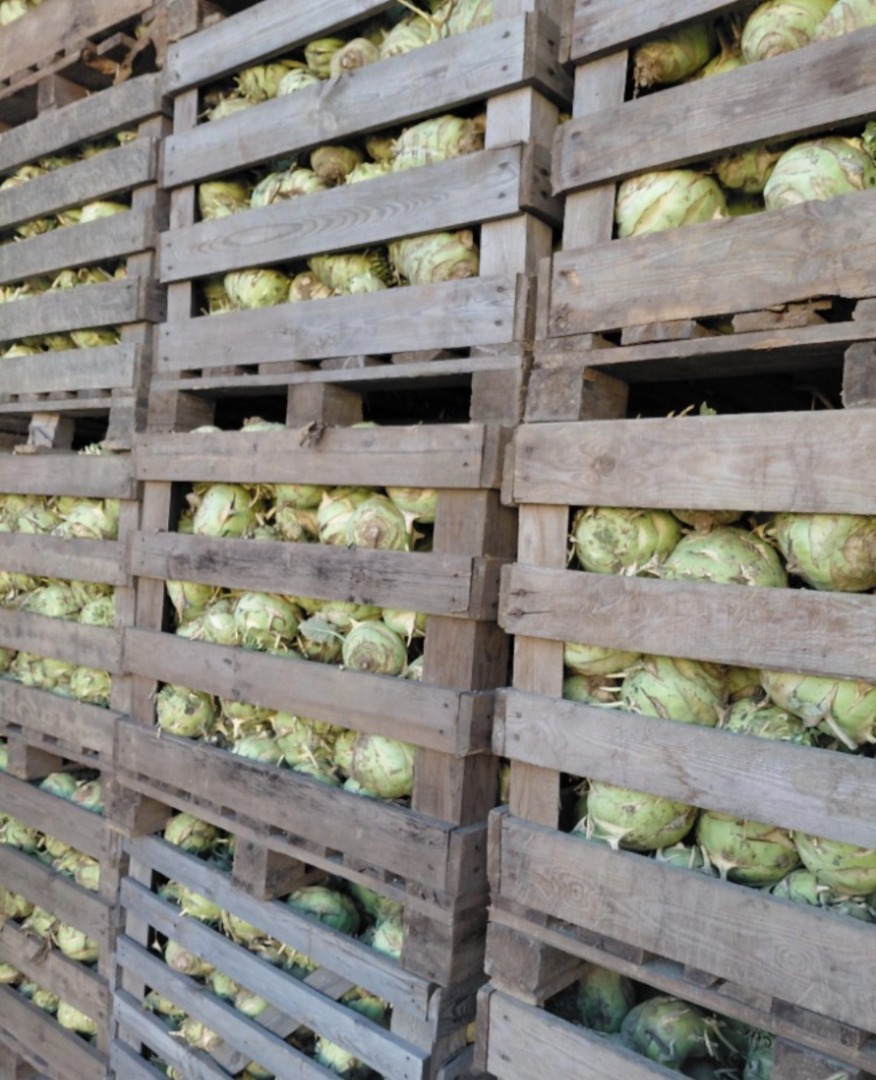 I'm selling approximately 70 tons of Kossak kohlrabi, weighing 1-3 kg