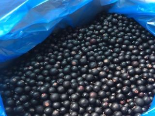 Black currants for sale – Grade A, direct producer