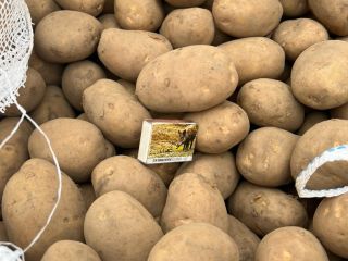 Yellow potatoes for sale, Caliber and 45+, 50+, 55+,