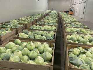Late-ripening cabbage. Suitable for long-term storage (in the refrigerator).