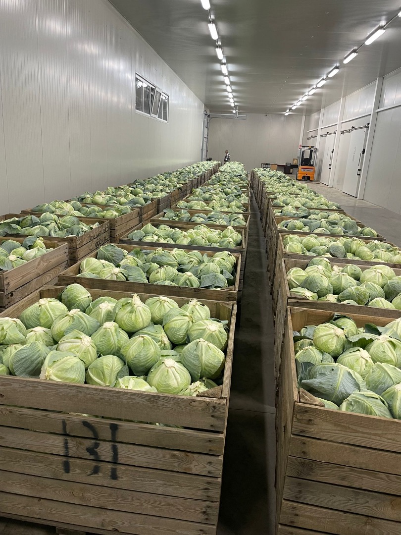 Late-ripening cabbage