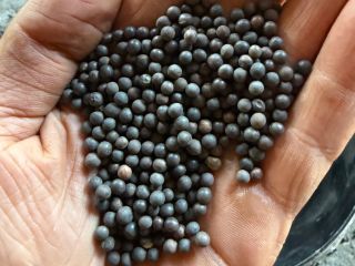 Day I will sell organic winter vetch rea 90%