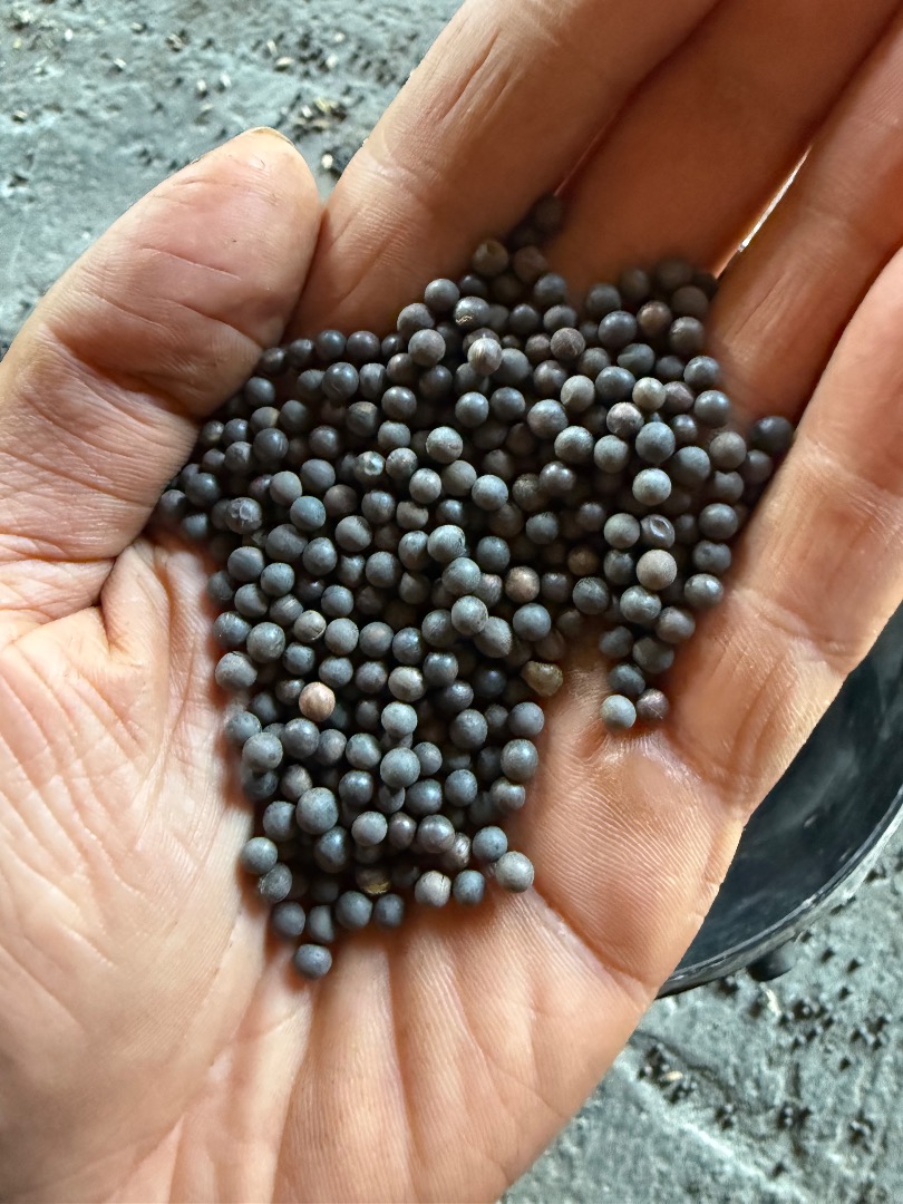 Day I will sell organic winter vetch rea 90% germination more information please write