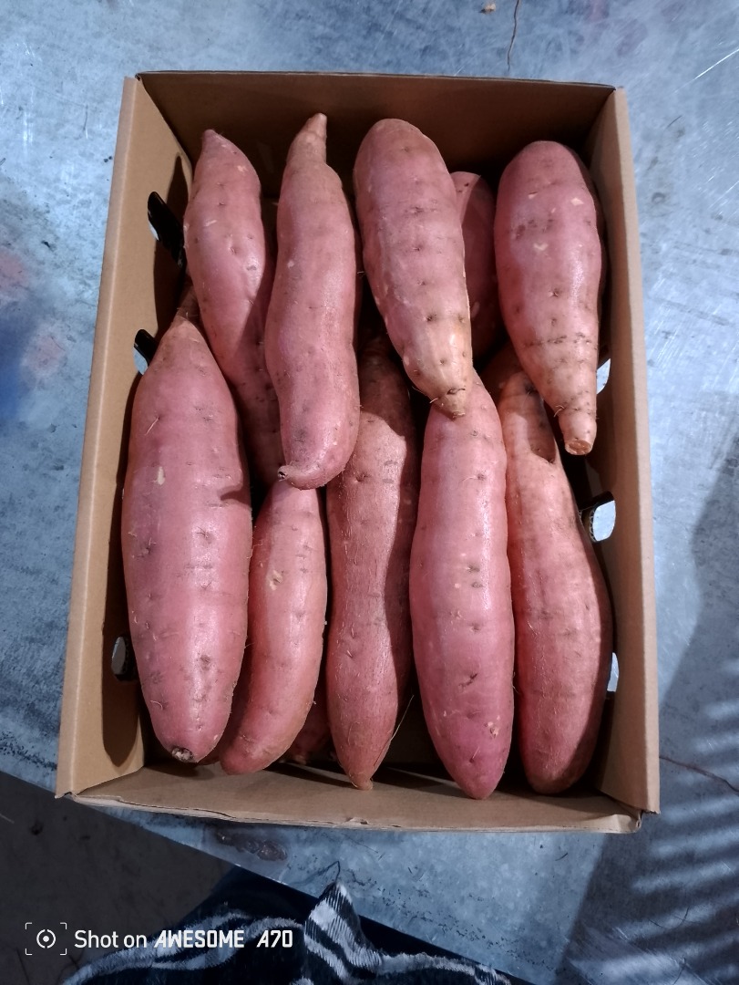 Available for export premium quality sweet potato