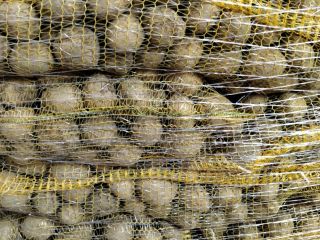 GALA potatoes from light earth, brushed in a sewn