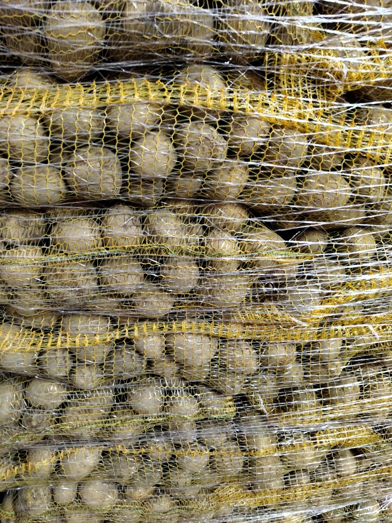GALA potatoes from light earth, brushed in a sewn bag