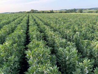I'm selling broad beans, Rambos, Bizon variety. Harvest year