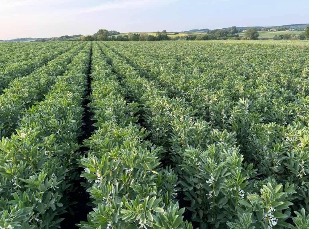 I'm selling broad beans, Rambos, Bizon variety