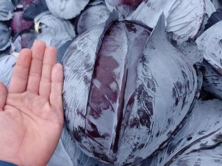 I will sell red cabbage, healthy product, caliber 2-4