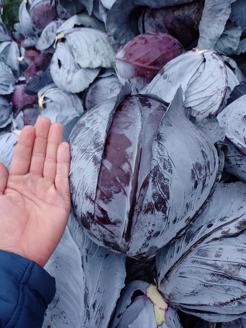I will sell red cabbage, healthy product, caliber 2-4 kg