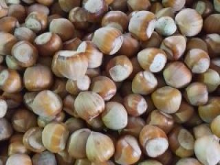 I will sell hazelnuts, approximately 500 kg, harvest 2025