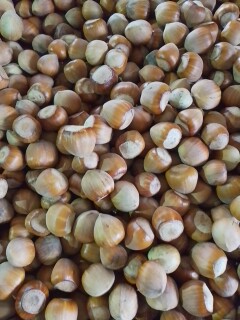 I will sell hazelnuts, approximately 500 kg, harvest 2025