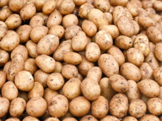 Fresh potatoes packed in Big Bax or on request.