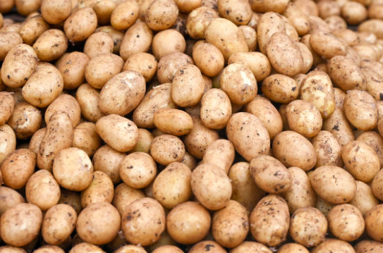 Fresh potatoes packed in Big Bax or on request