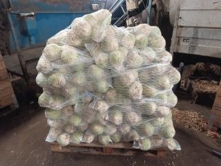 I have polished celery for sale, healthy and beautiful.