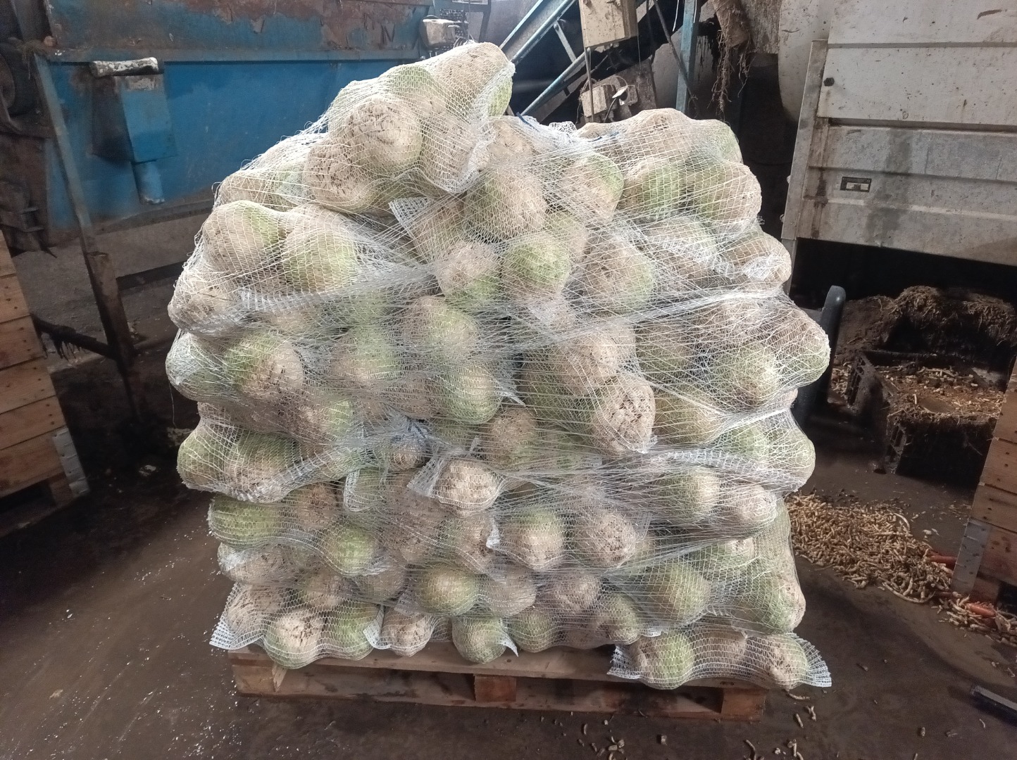 I have polished celery for sale, healthy and beautiful