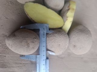 Hello, I have potatoes for sale: Soraya, Melody, and