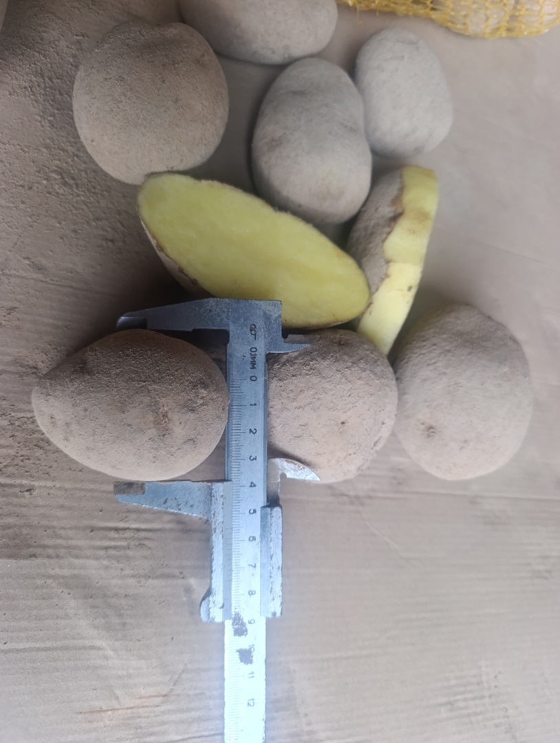 Hello, I have potatoes for sale: Soraya, Melody, and Marabel varieties