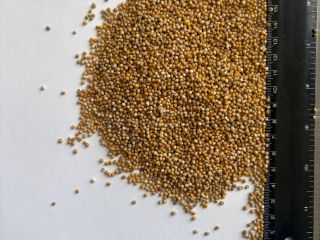 I will sell white mustard seeds, purity ~99%, in