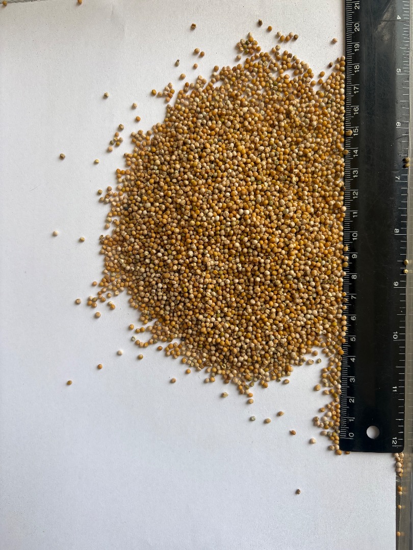 I will sell white mustard seeds, purity ~99%, in big bags