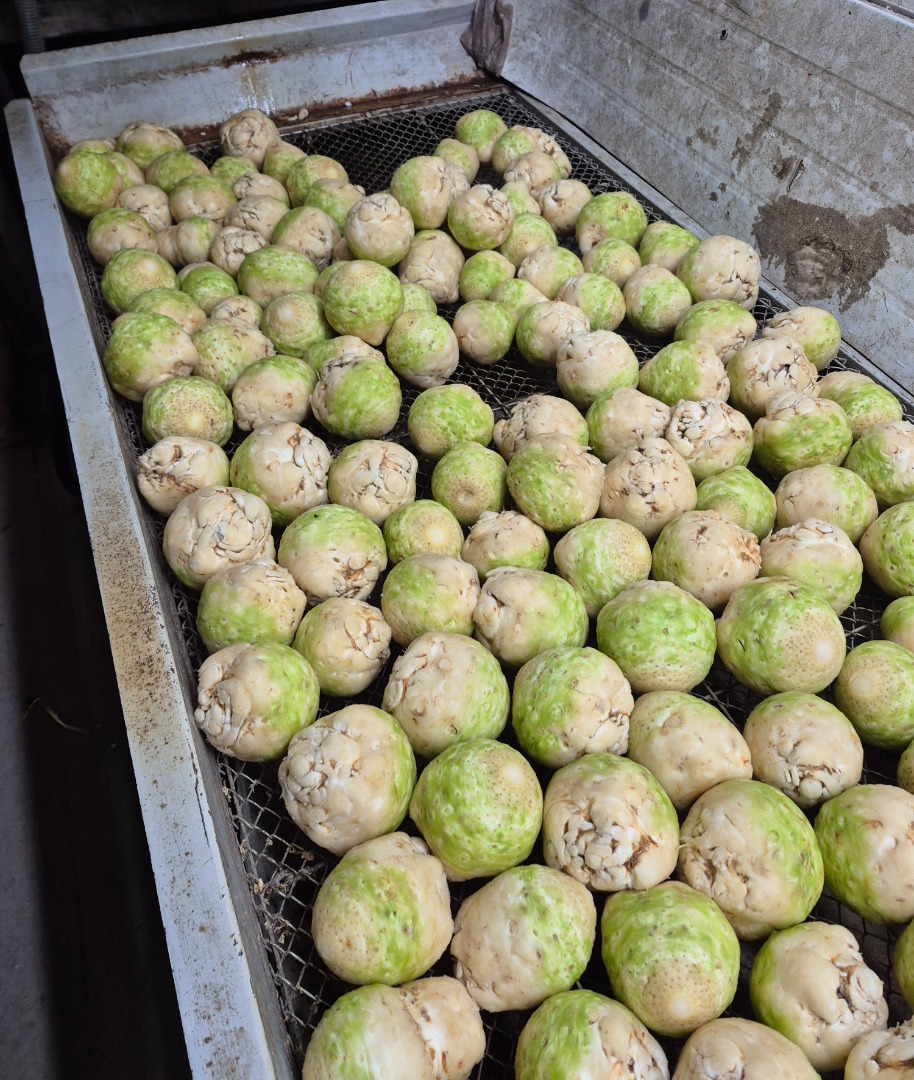 I am selling celery, washed on a brush, caliber 0.4-1.2 kg