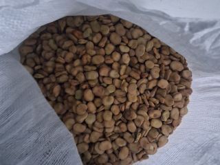 I will sell broad bean seeds Bizon 2025 about