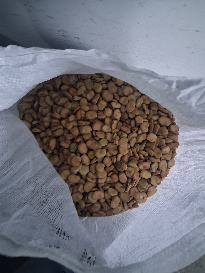 I will sell broad bean seeds Bizon 2025 about 1.7 tons, please contact me
