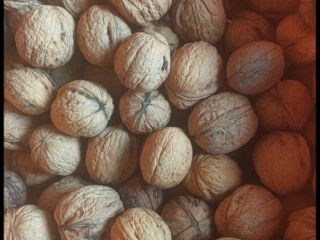 Whole walnuts for sale, originating from Poland (Lublin region).