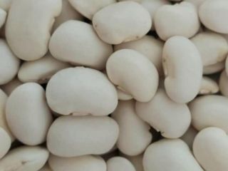I'm selling Dwarf Jack beans. Available in 10, 15,