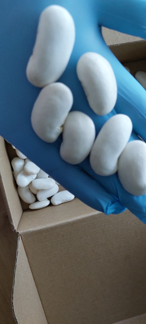"Beautiful Hansel" beans photos before and after soaking