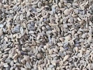 I'm selling phacelia seeds, starting from 22 tons. Got