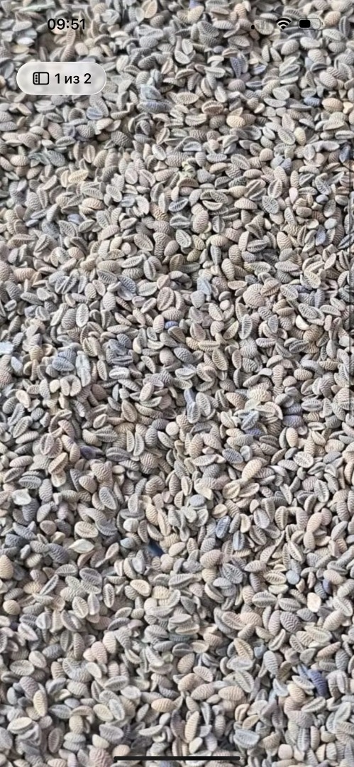 I'm selling phacelia seeds, starting from 22 tons