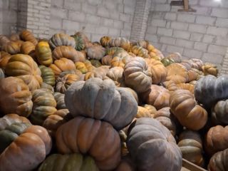 Good morning, I am selling a muscat pumpkin
