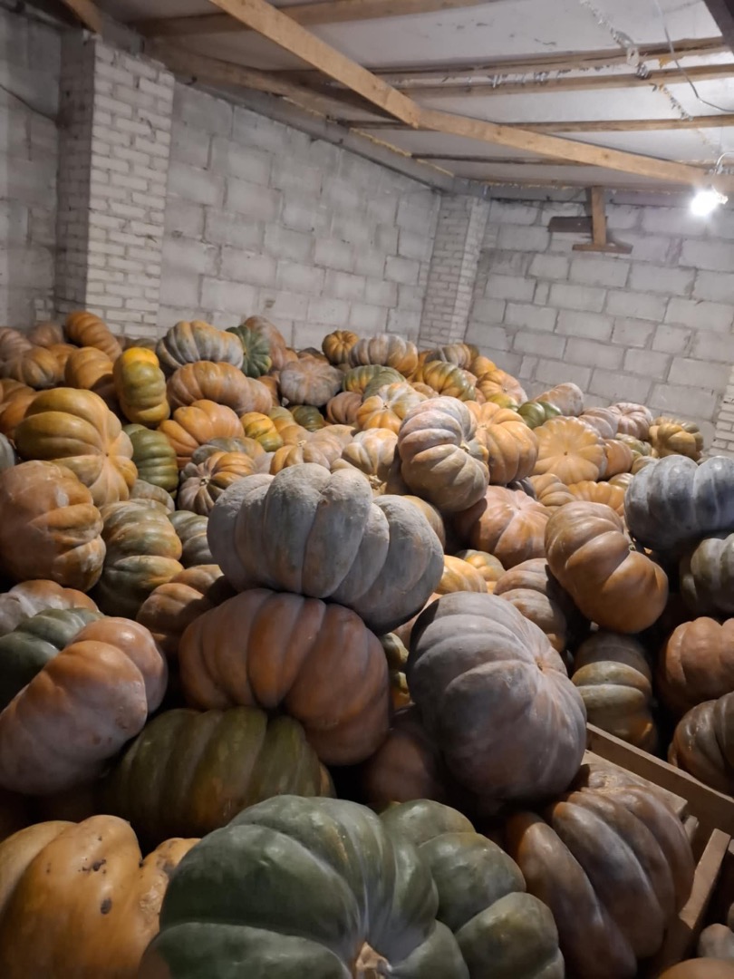 Good morning, I am selling a muscat pumpkin