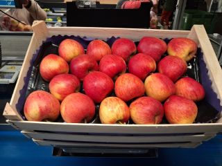 I sell dessert apples, small and second-class varieties: Idared,
