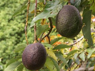 We have a premium avocado product, grown in famous