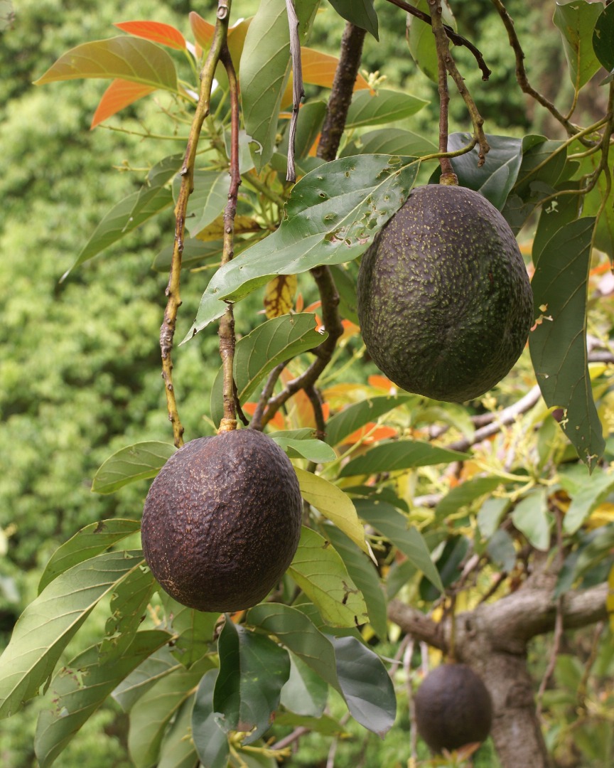 We have a premium avocado product, grown in famous Moroccan regions known for quality, like Souss