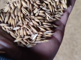 I am selling oats, purchased from the central plant